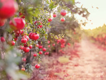 Lade das Bild in den Galerie-Viewer, Granatapfelplantage